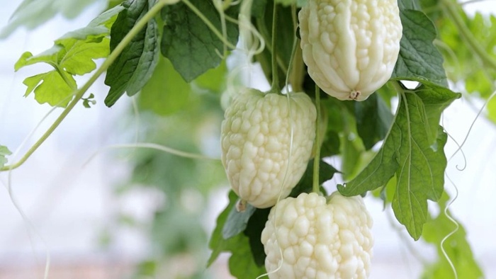 免费彩金白菜